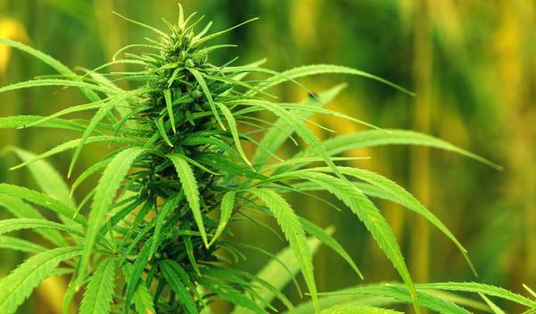 123-weed-cannabis-drugs-plant-10-17.jpg