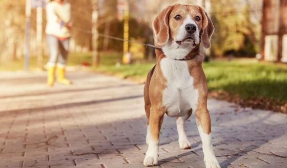 123m-hond-beagle-3-6.jpg