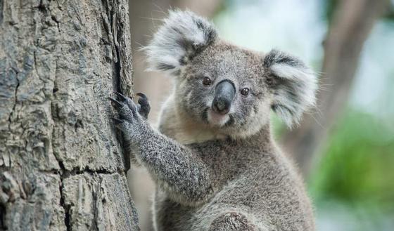123m-koala-21-9-20.jpg