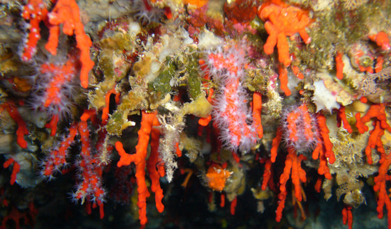 Mer Méditerranée : la menace sur les coraux des profondeurs ...