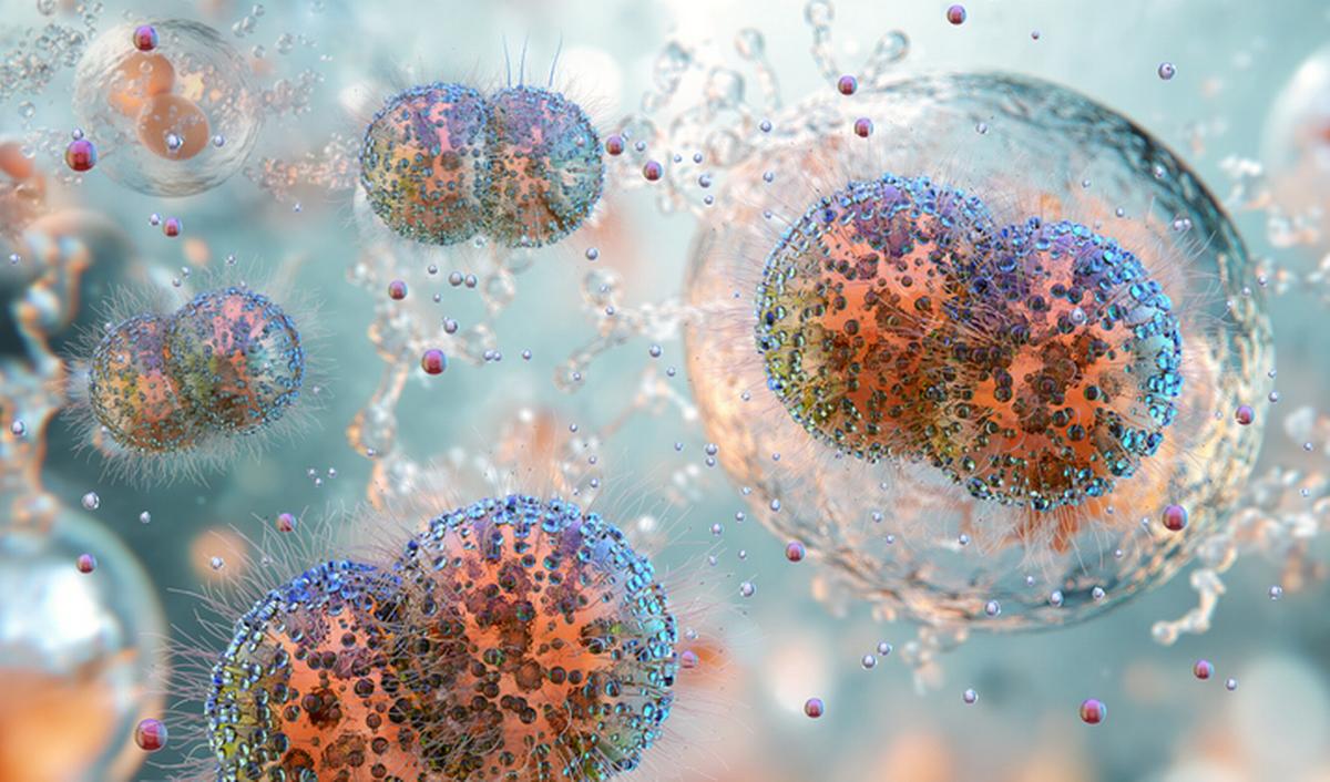© Getty Images - Bactérie Neisseria gonorrhoeae ou gonocoque Getty_Gonorrhea_soa_ist_2025.jpg