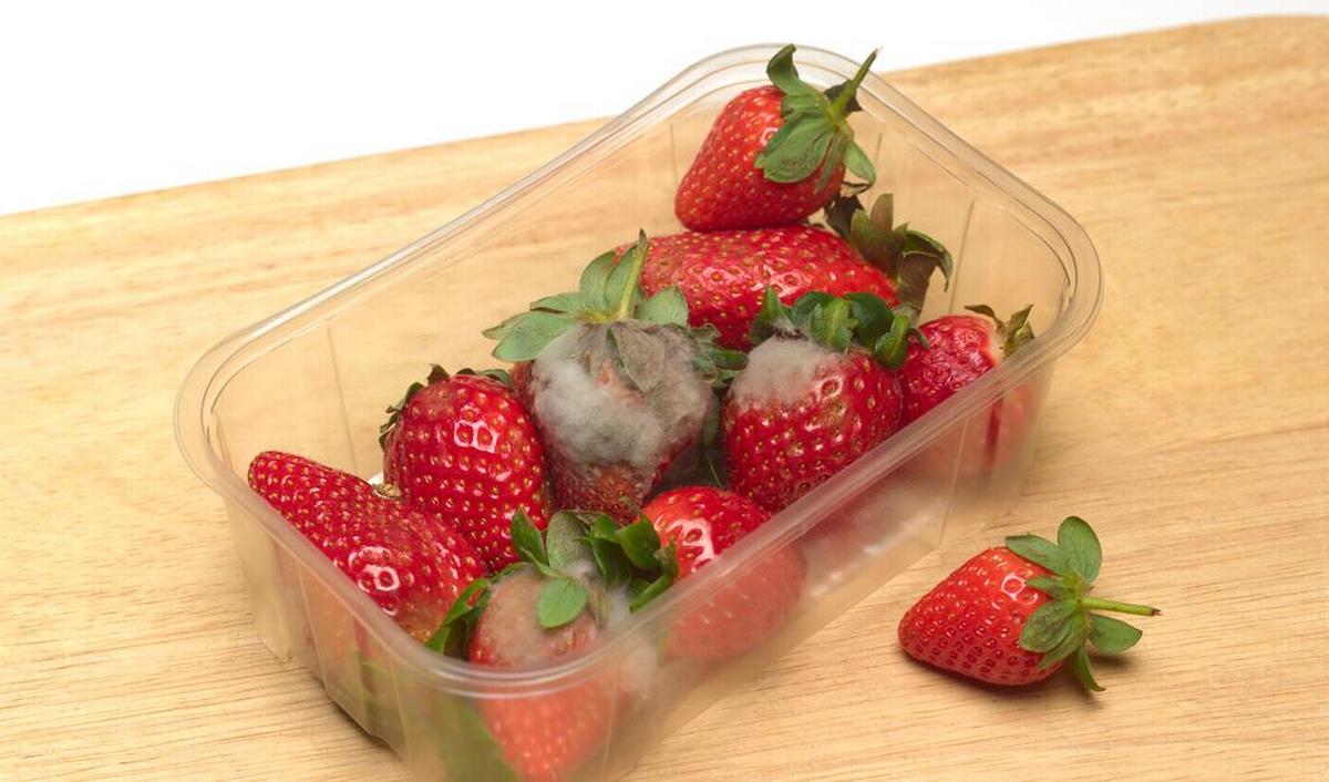 © Getty Images / Aardbeien: als 1 aardbei beschimmeld is, eet je beter de rest ook niet meer op Getty_aardbei_schimmel_2025.jpg