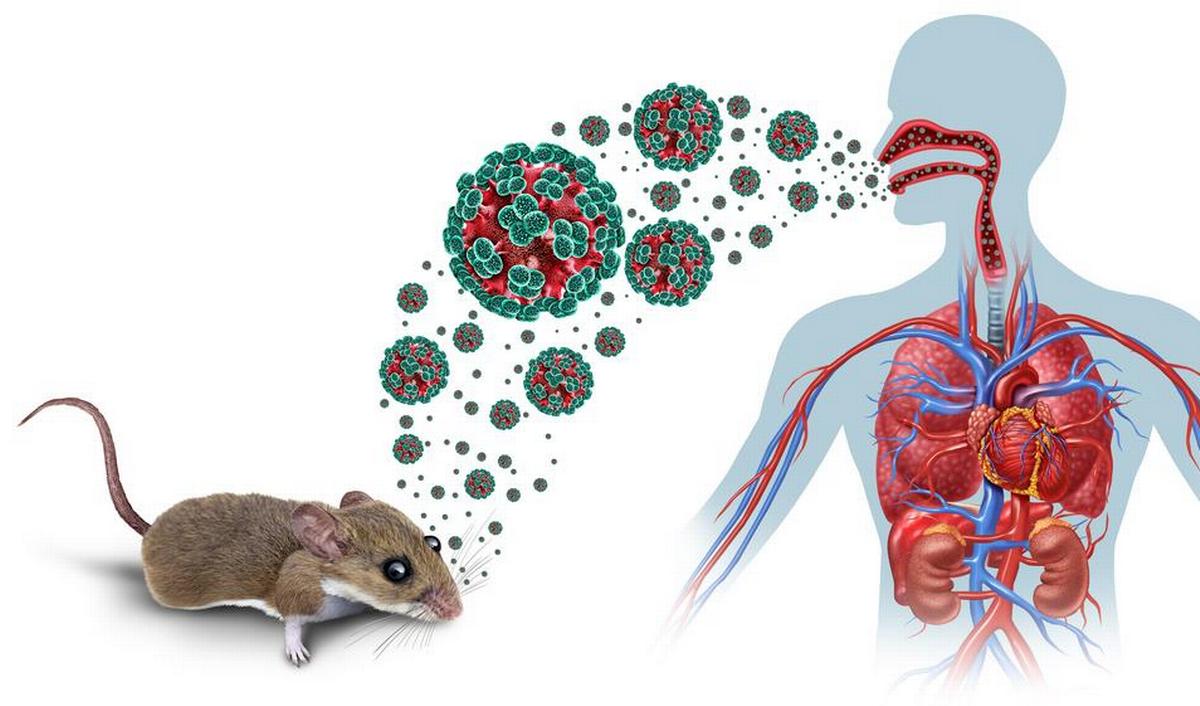 Getty_hantavirus_hantavirose_HFRS_2026.jpg