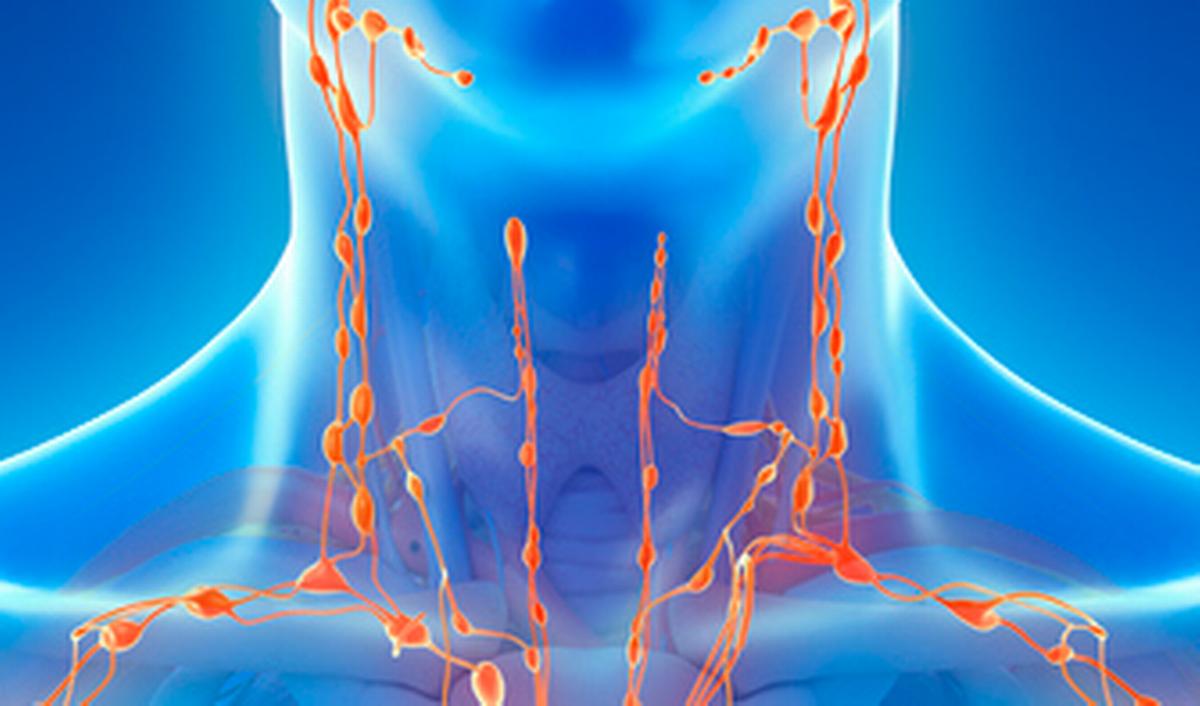 Getty_lymphatic_system_ganglions_2025.jpg