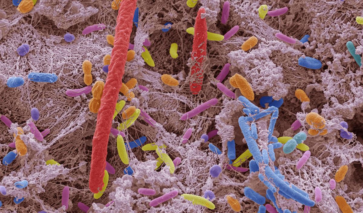 Getty_microbiote_bacterie_2026.jpg