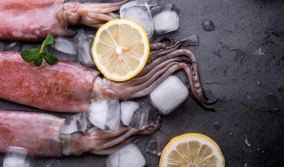 Getty_octopus_inktvis_zeekat_2026.jpg