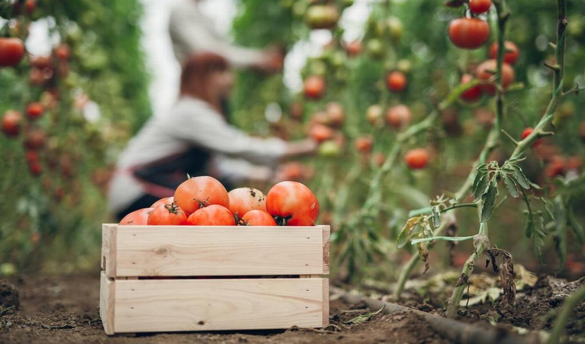 Getty_plukboerderij_tomaten_2025.jpg