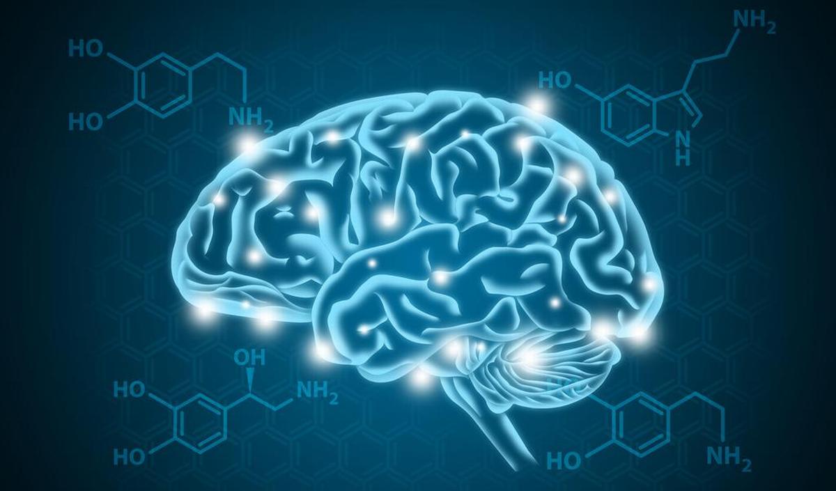 Getty_serotonine_dopamine_hersenen_2025.jpg