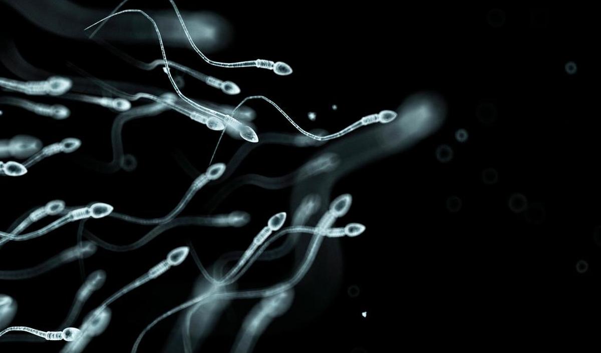 Getty_sperma_2024.jpg